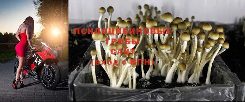 Псилоцибиновые грибы Magic Shrooms  купить закладку  ссылка на мегу как зайти  Электрогорск 